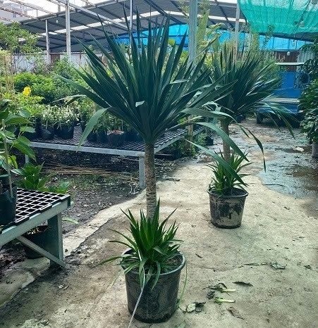 Cây Phát Tài Núi Trồng Chậu Nội Thất Phong Thủy 2