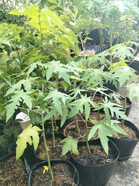 Cây Đu Đủ Giống Ruột Vàng 3