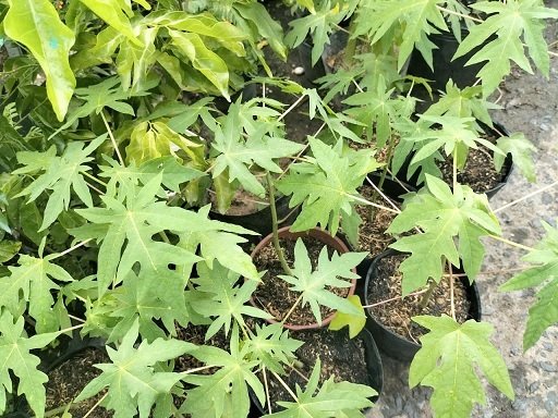 Cây Đu Đủ Giống Ruột Vàng 2
