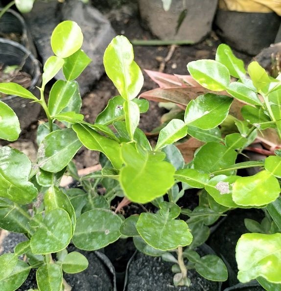 Chanh Thái Chanh Số 8 (cây trưởng thành cao 1m) 3