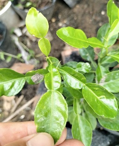 Chanh Thái Chanh Số 8 (cây trưởng thành cao 1m) 2