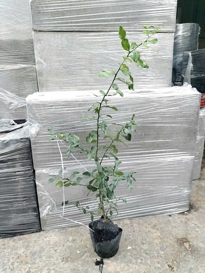 Chanh Thái Chanh Số 8 (cây trưởng thành cao 1m)