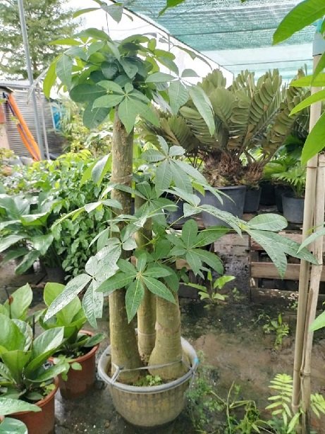 Cây Kim Ngân 3 Thân Gốc Size Lớn Chậu Nội Thất