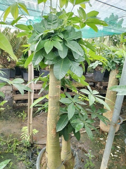 Cây Kim Ngân 3 Thân Gốc Size Lớn Chậu Nội Thất 2