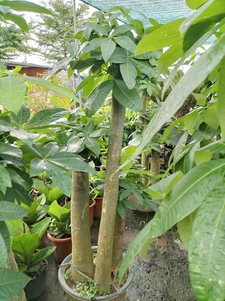 Cây Kim Ngân 3 Thân Gốc Size Lớn Chậu Nội Thất 3