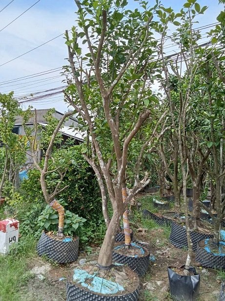 Cây Cam Trồng Chậu Gốc Lớn Trưởng Thành 3