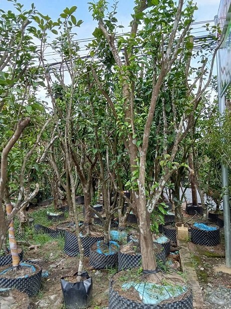 Cây Cam Trồng Chậu Gốc Lớn Trưởng Thành 2