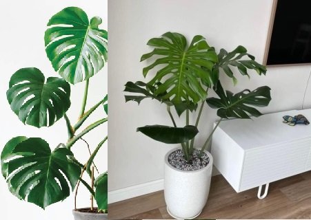 Chậu Cây Trầu Bà Nam Mỹ