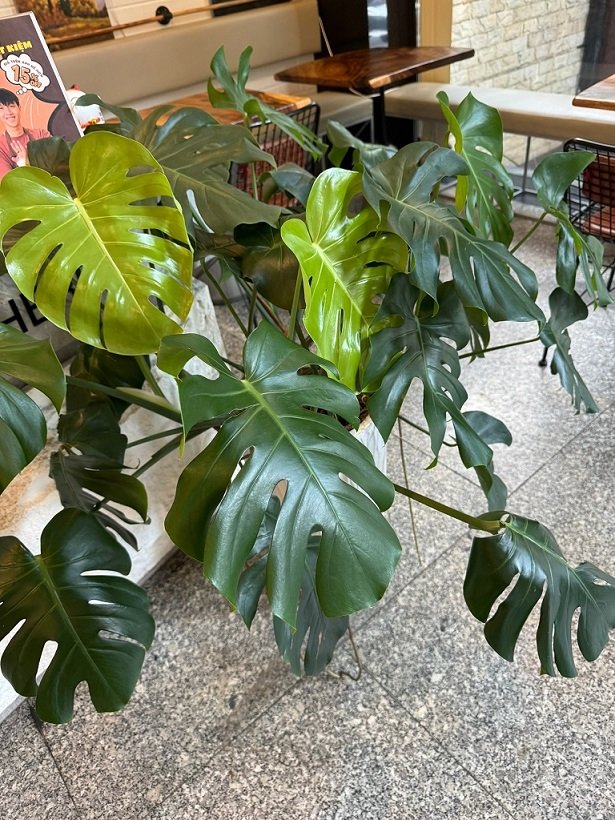 Chậu Cây Trầu Bà Nam Mỹ 3