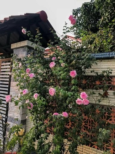 Cây Hoa Hồng Leo Mon Coeur 2