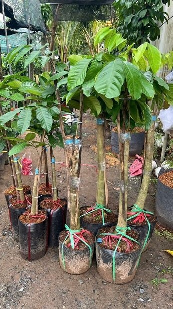 Cây Bòn Bon Thái Ghép 3