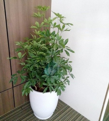 Cây Ngũ Gia Bì Trồng Chậu Nội Thất