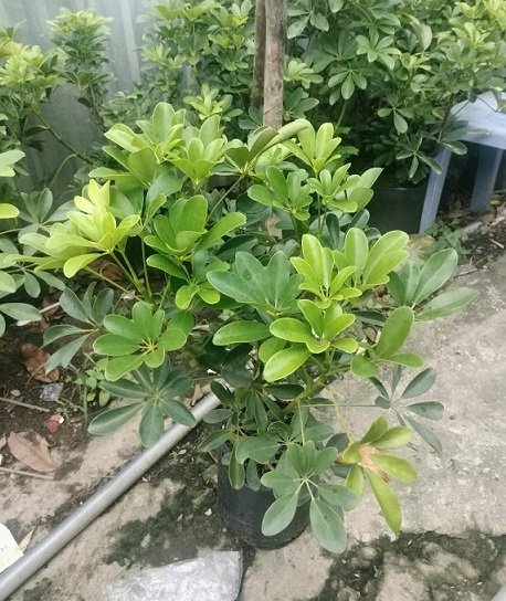 Cây Ngũ Gia Bì Trồng Chậu Nội Thất 3