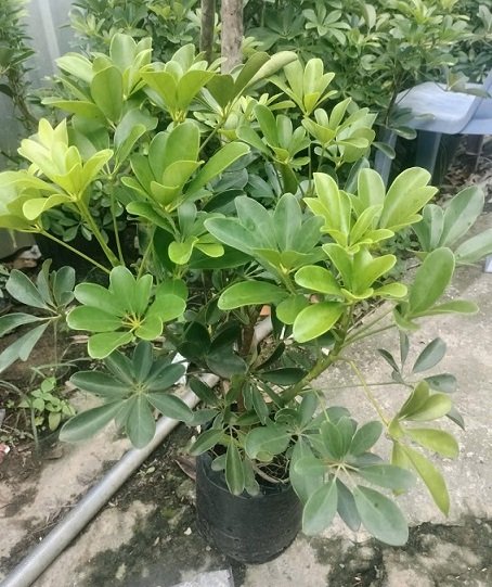 Cây Ngũ Gia Bì Trồng Chậu Nội Thất 2
