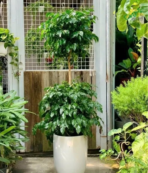 Cây Hạnh Phúc Hai Tầng Và Ý Nghĩa Phong Thủy