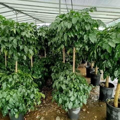 Cây Hạnh Phúc Hai Tầng Và Ý Nghĩa Phong Thủy 2