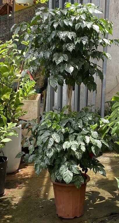 Cây Hạnh Phúc Hai Tầng Và Ý Nghĩa Phong Thủy 3