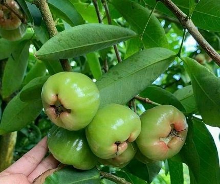 Cây Mận Xanh Đường