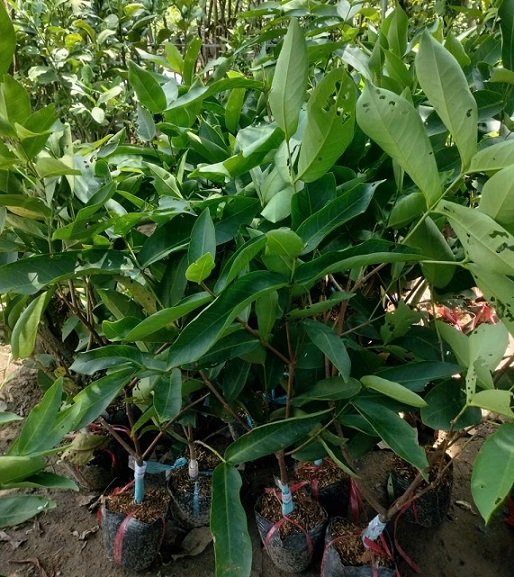 Cây Mận Xanh Đường 3
