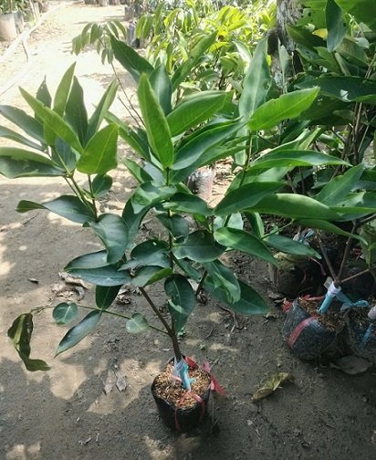 Cây Mận Xanh Đường 2