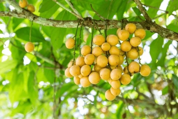 Cây Dâu Xiêm Da Vàng