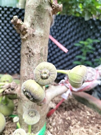 Cây Vả Mật Trồng Chậu Có Trái 3