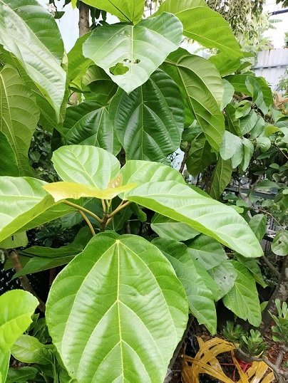 Cây Vả Mật Trồng Chậu Có Trái 2