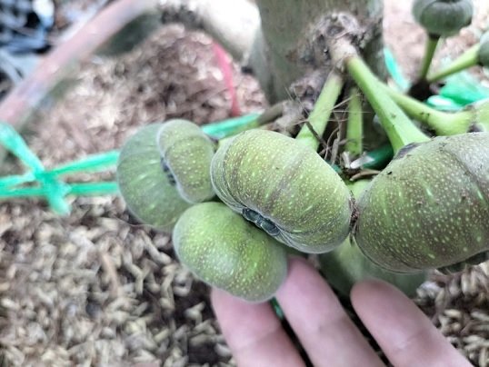 Cây Vả Mật Trồng Chậu Có Trái