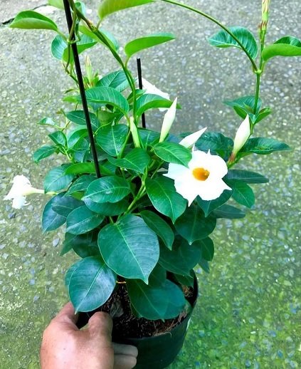 Cây Hoa Tuyết Anh (huỳnh anh hoa trắng) 2