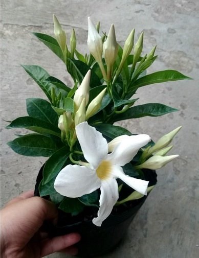 Cây Hoa Tuyết Anh (huỳnh anh hoa trắng)