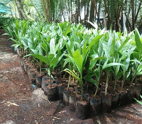 Cây Cau Ăn Trầu (cau ta) 3