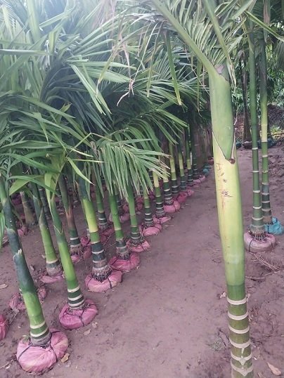 Cây Cau Ăn Trầu (cau ta)