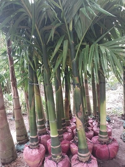 Cây Cau Ăn Trầu (cau ta) 2