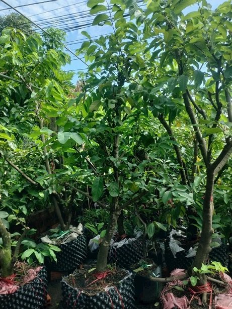 Na Thái Trồng Chậu Cây Có Trái 3