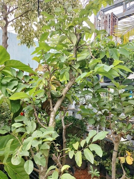Na Thái Trồng Chậu Cây Có Trái 2