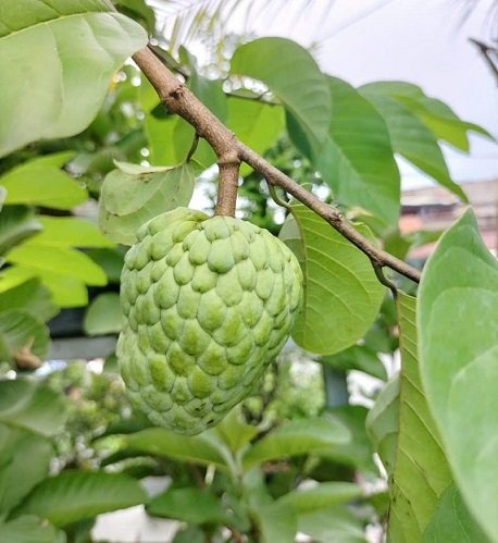 Na Thái Trồng Chậu Cây Có Trái
