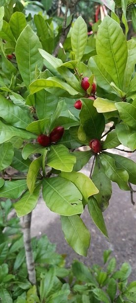Cây Thần Kỳ Đang Trái Cao 1m 2