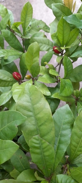 Cây Thần Kỳ Đang Trái Cao 1m 3