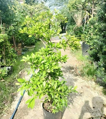 Cây Thần Kỳ Đang Trái Cao 1m