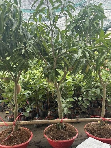 Cây Xoài Thái Trưởng Thành Trồng Chậu