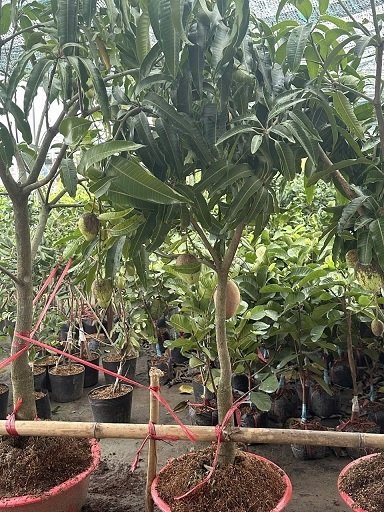 Cây Xoài Thái Trưởng Thành Trồng Chậu 2