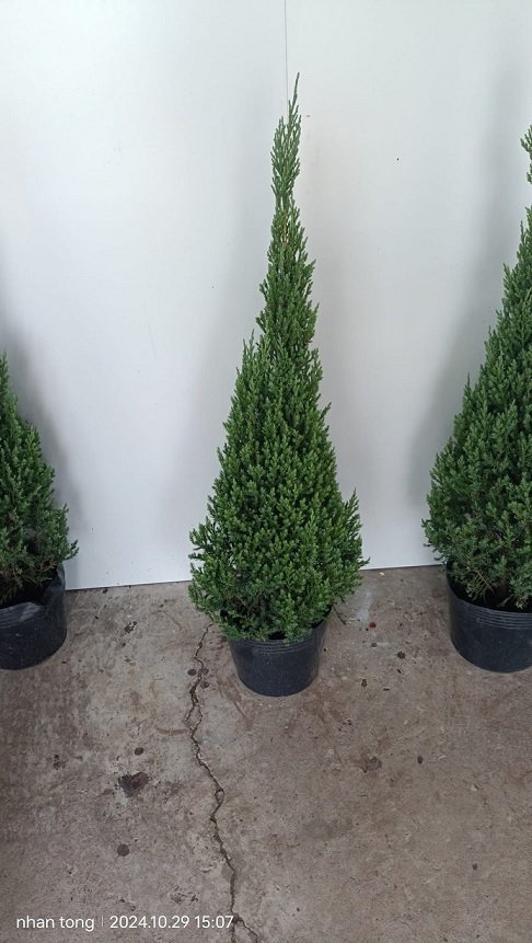 Cây Sơn Tùng Trang Trí Noel Giá Sỉ Hcm 2