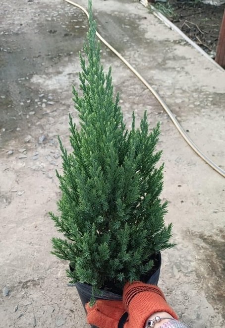 Cây Sơn Tùng Trang Trí Noel Giá Sỉ Hcm 3