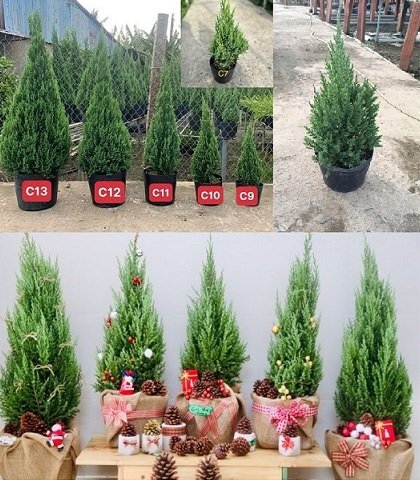 Cây Sơn Tùng Trang Trí Noel Giá Sỉ Hcm
