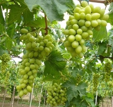 Cây Nho Xanh Ninh Thuận