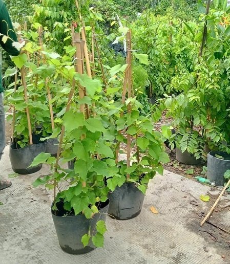 Cây Nho Xanh Ninh Thuận 3