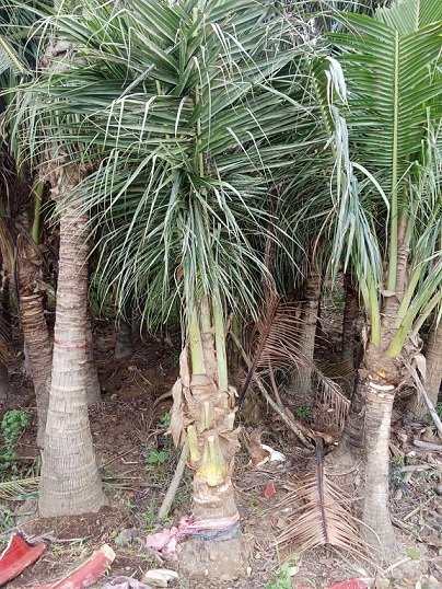 Cây Dừa Dứa Trưởng Thành Có Trái 2