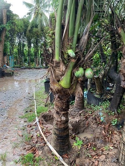 Cây Dừa Dứa Trưởng Thành Có Trái