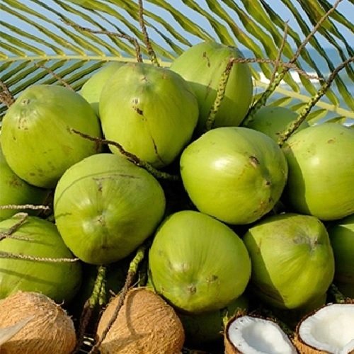 Cây Dừa Dứa Trưởng Thành Có Trái 3
