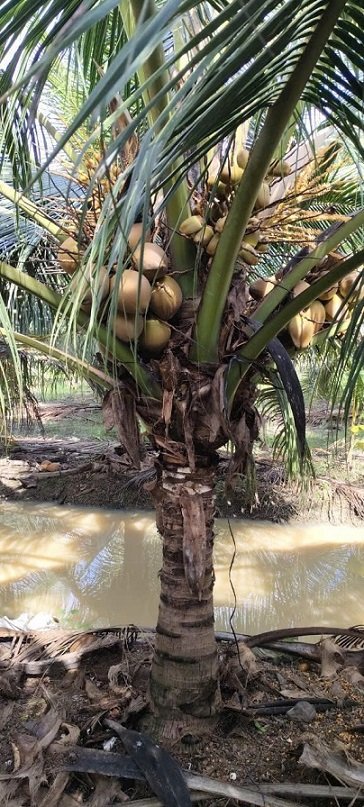 Cây Dừa Dâu Có Trái
